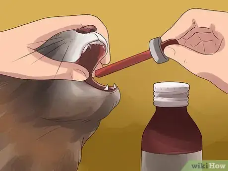Image titled Treat Flea Bites in Cats Step 4