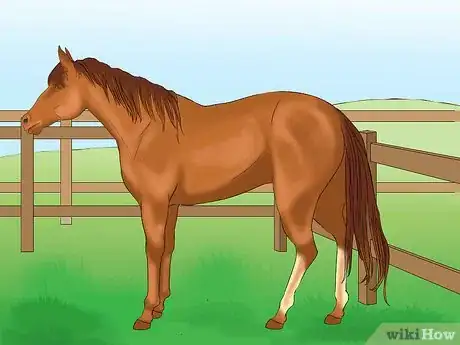 Image titled Distinguish Horse Color by Name Step 8