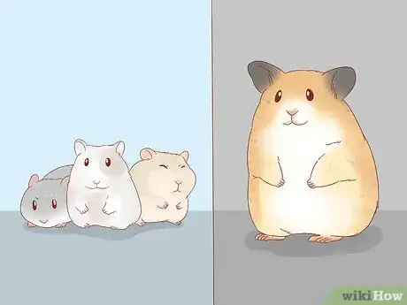 Image titled Safely Keep Multiple Hamsters Step 1