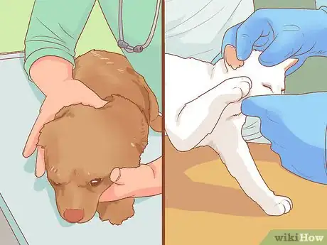 Image titled Introduce a New Puppy to the Resident Cat Step 13
