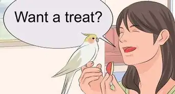 Train a Cockatiel to Talk