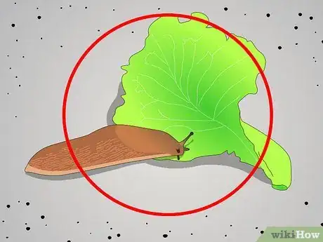 Image titled Keep Garden Slugs as Pets Step 4