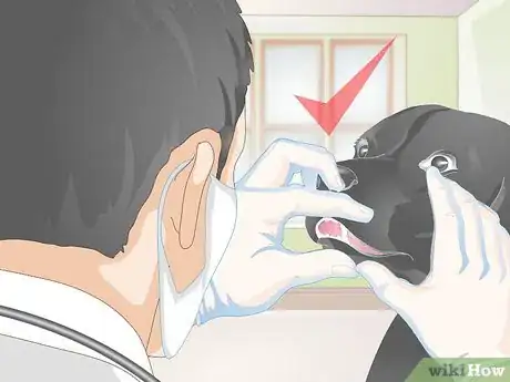 Image titled Clean Your Dog's Teeth Step 12