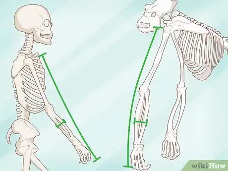 Image titled Identify Human Bones Step 10