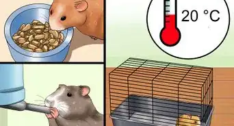 Cure Your Not Moving Hamster