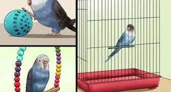 Play With Your Budgie