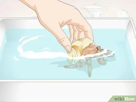Image titled Give Your Hermit Crab a Bath Step 6