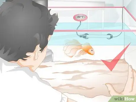 Image titled Cure Goldfish Dropsy Step 12
