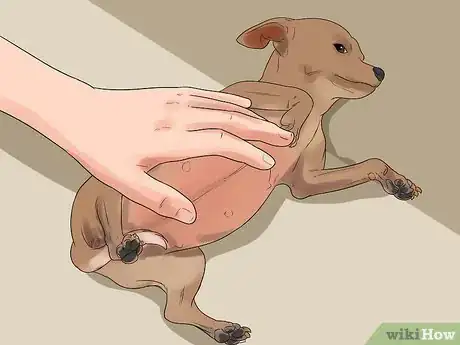 Image titled Help Your Chihuahua During Labor Step 6