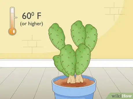 Image titled Root Cactus Step 1