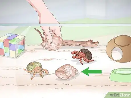 Image titled Care for Land Hermit Crabs Step 16