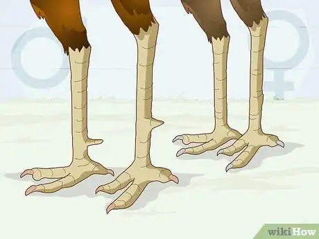 Image titled Sex Turkeys Step 4