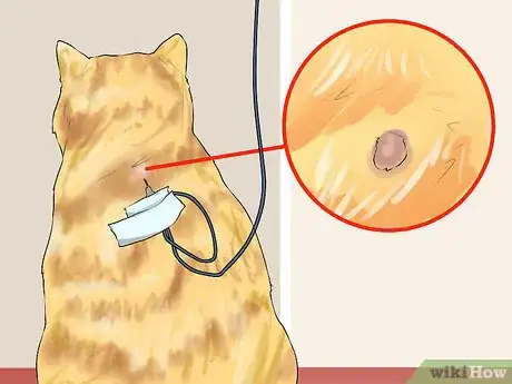 Image titled Give Subcutaneous Fluids to a Cat Step 13