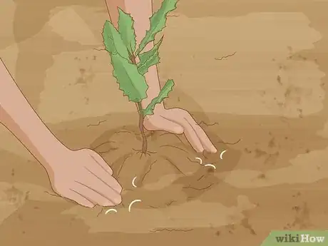 Image titled Grow Macadamia Nuts Step 10