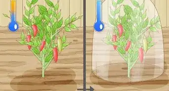 Grow a Chilli Plant from a Seed