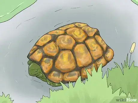 Image titled Care for Your Box Turtle Step 14