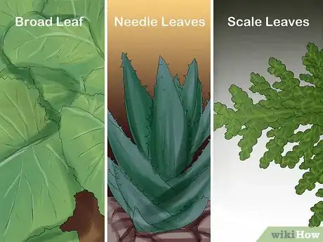 Image titled Identify Trees by Leaves Step 1