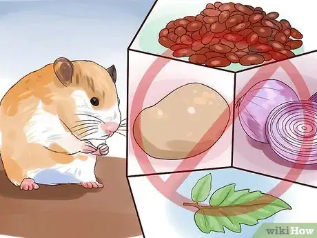 Image titled Feed Hamsters Step 4