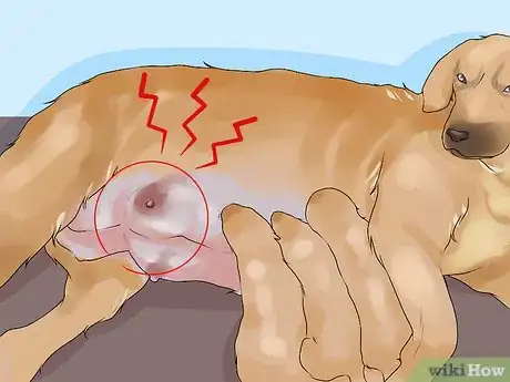 Image titled Treat Mammary Disease in Intact Female Dogs Step 11