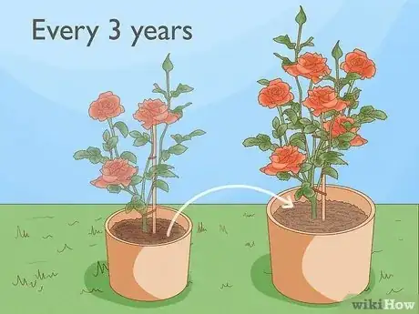 Image titled Grow Roses in Containers Step 16