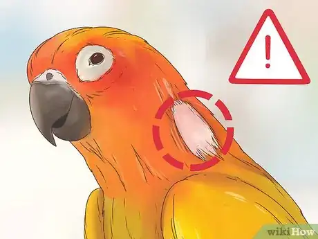 Image titled Spot Signs of Disease in Conures Step 4