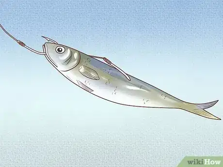 Image titled Catch Kingfish Step 5