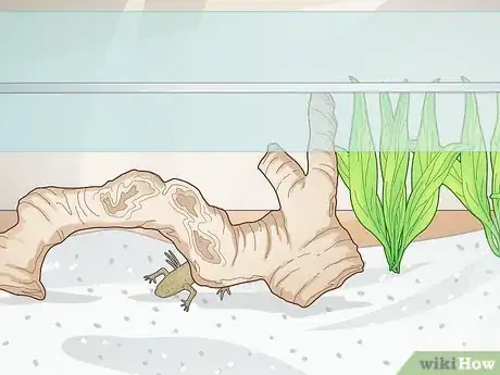 Image titled Add a Frog to a Fish Tank Step 2