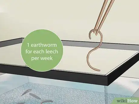 Image titled Keep Leeches As Pets Step 9