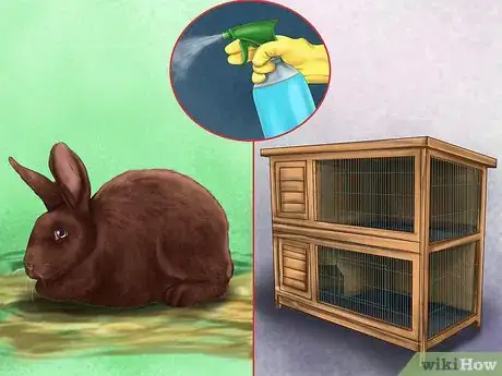 Image titled Care for Havana Rabbits Step 11