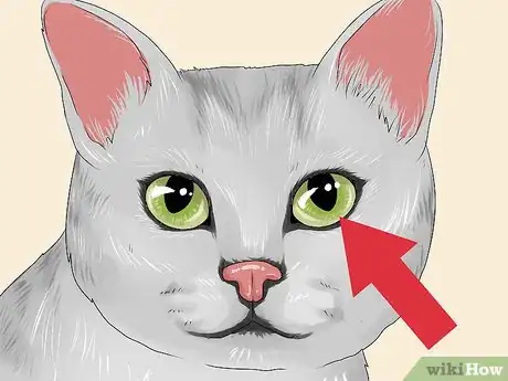 Image titled Identify a Burmilla Cat Step 5