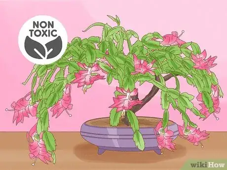 Image titled Are Bonsai Trees Poisonous to Cats Step 16