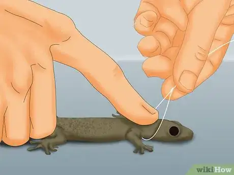 Image titled Catch a Lizard Without Using a Trap Step 7