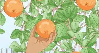 Grow Citrus Fruits