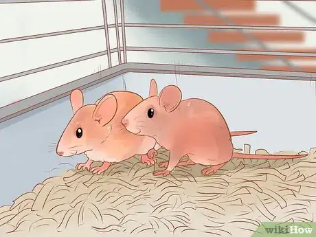 Image titled Avoid Frightening Your Pet Mouse Step 9