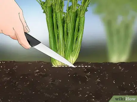 Image titled Harvest Celery Step 8