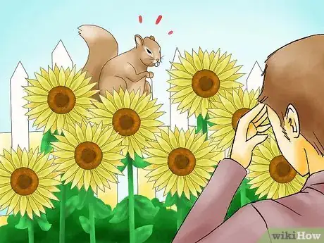 Image titled Protect Sunflowers from Squirrels Step 01