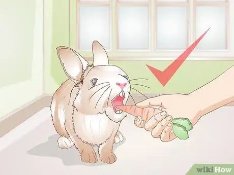Image titled Care for Your Rabbit After Neutering or Spaying Step 8