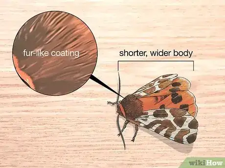 Image titled Identify Moths Step 5