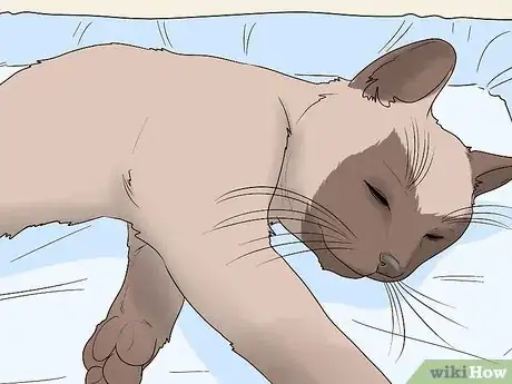 Image titled Raise a Cat Step 10