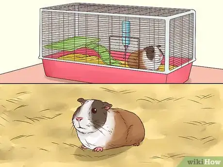 Image titled Tame Your Guinea Pig Step 1