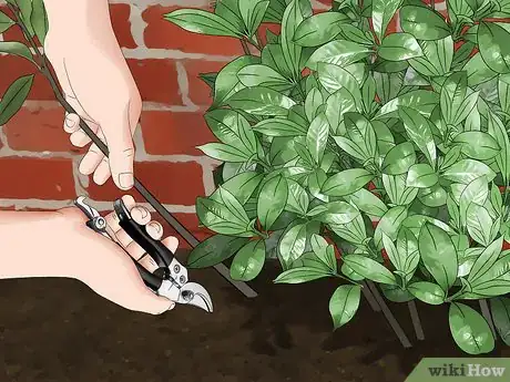 Image titled Prune a Gardenia Bush Step 8