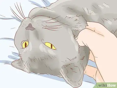 Image titled Identify a Chartreux Cat Step 8