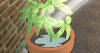 Grow a Sensitive Plant (Mimosa pudica)