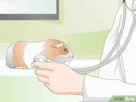 Image titled Treat Respiratory Problems in Guinea Pigs Step 4