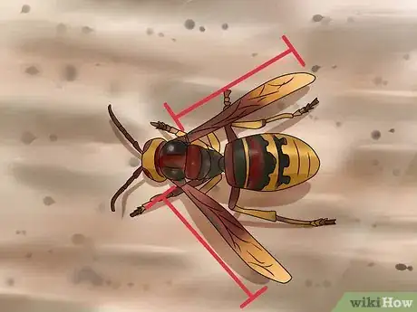 Image titled Identify a Hornet Step 9