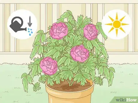 Image titled Grow a Peony in a Pot Step 10