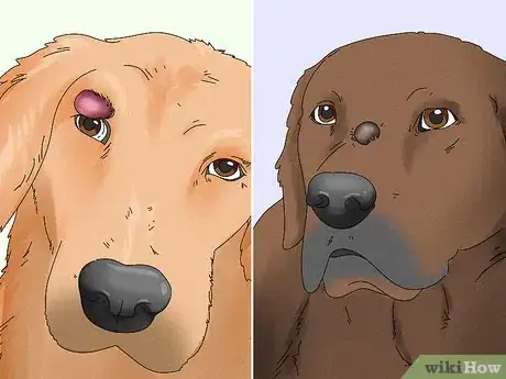 Image titled Treat a Ruptured Cyst on a Dog Step 1