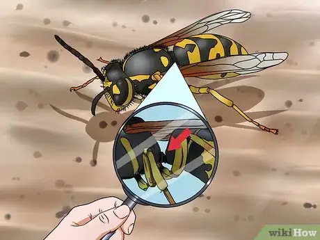 Image titled Identify a Hornet Step 4