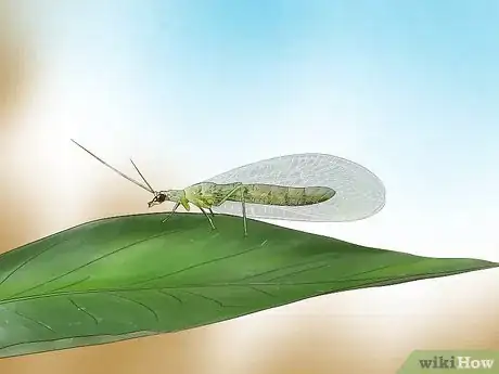 Image titled Identify Flying Insects Step 13