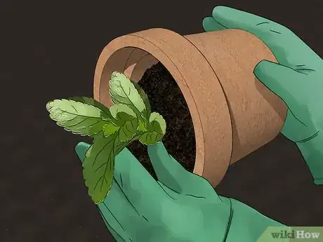 Image titled Grow Stevia Step 4